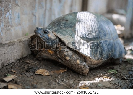 Tortoise of the Peruvian jungle