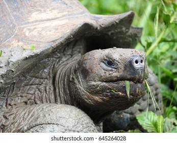 Tortoise, Puerto Ayora, Santa Cruz, Galapagos