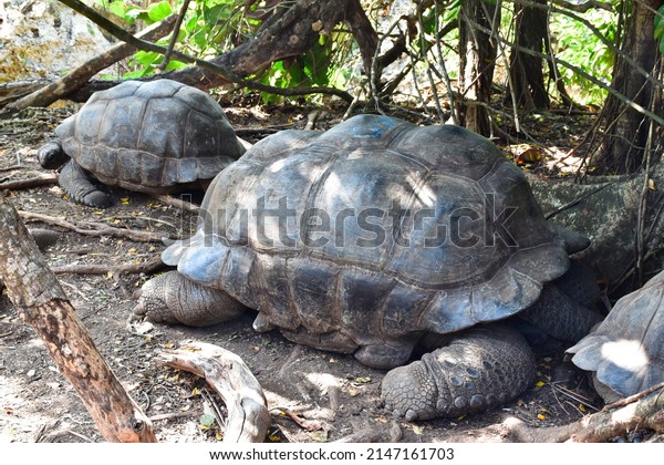 Tortoise Sanctuary of endangered Aldabra giant\
tortoises, Prison Island, Changuu Island, Quarantine Island,\
Zanzibar, Tanzania,\
Africa