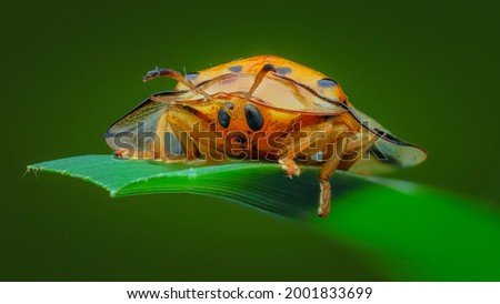 Tortoise Shell Beetle,Golden Tortoise Beetle