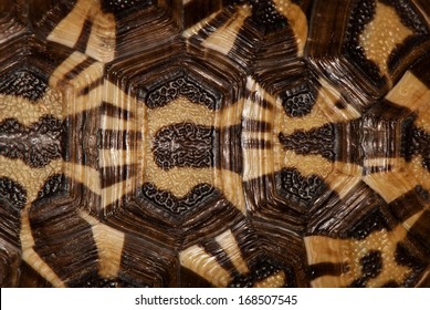 Tortoise Shell In Black, Brown And Beige. Background