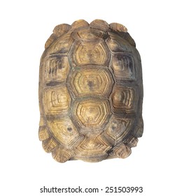 Tortoise shell brown color pattern or texture from giant turtle on white background, closeup