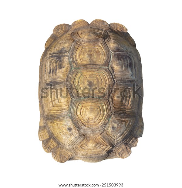 Tortoise shell brown color pattern or\
texture from giant turtle on white background,\
closeup