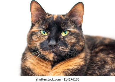 Tortoise Shell Cat