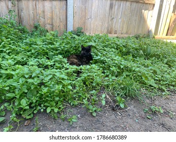 Tortoise Shell Cat Sitting In Nature