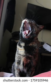 Tortoise Shell Cat Yawning On Bed