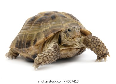 tortoise; shell; desert; reptile; turtle; climate; remote; scale; dry; animal; arid; isolated; endurance; patience; crawling; motion; persistence; laziness; slow; boredom
