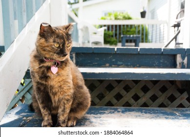 Tortoise Shell Female Cat On Stairs