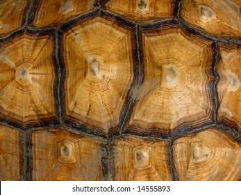 Tortoise Shell Pattern