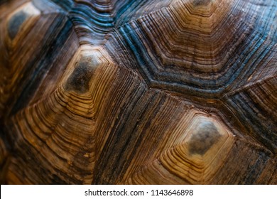 7,743 Tortoise Shell Texture Images, Stock Photos & Vectors 