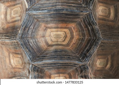 Tortoise Shell Texture Close Up. Background.