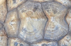 Aldabra giant tortoise texture featuring texture, detail, and nature ...