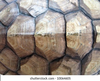 A Tortoise Shell Upclose