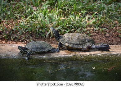 Tortoiselife Images, Stock Photos & Vectors | Shutterstock