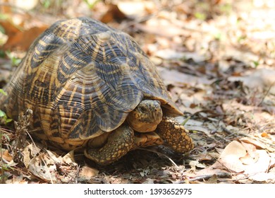 Tortoise Sri Lanka Stock Photo 1393652975 | Shutterstock