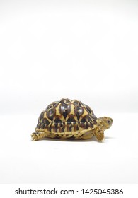 Tortoise: Star Indian, Leopard, Yellow-footed