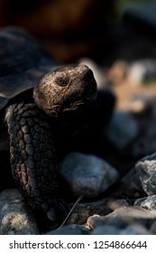 Tortoise in the sun