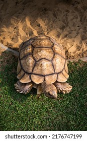 A Tortoise Is Sun Bathing In The Garden