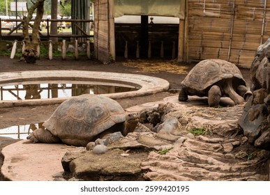 The Galápagos tortoise is a symbol of evolution and conservation. Native to the Galápagos Islands, this slow-moving reptile has adapted to its environment over millions of years, inspiring Charles Dar
