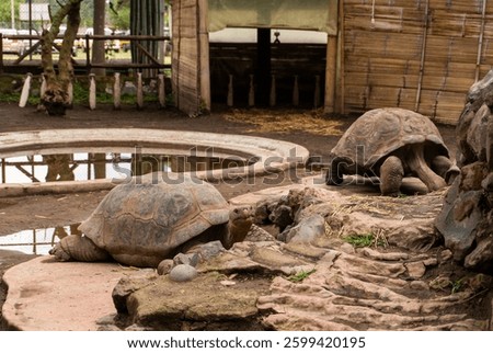 The Galápagos tortoise is a symbol of evolution and conservation. Native to the Galápagos Islands, this slow-moving reptile has adapted to its environment over millions of years, inspiring Charles Dar