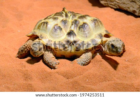 A tortoise (Testudo horsfieldi) with six legs, two upper body parts and two heads.