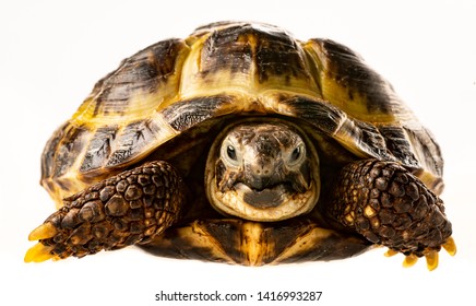 Tortoise Testudo Horsfieldii Isolated On White Stock Photo (Edit Now ...