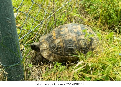 Tortoise Turtle Slowly Moving Through Scene Stock Photo 2147828443 ...