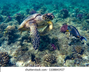 Tortoise Underwater Diving And Snorkling