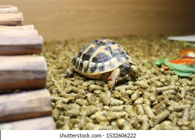 A Tortoise In A Vivarium