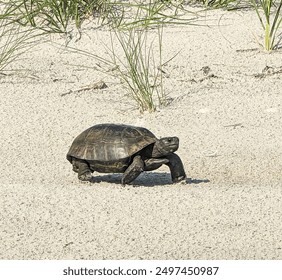 Tortoise walking on St. Augustine beach
