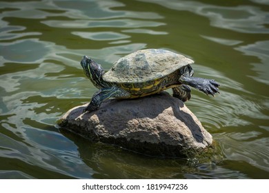 Tortoise - Water Tortoise On Above Stone