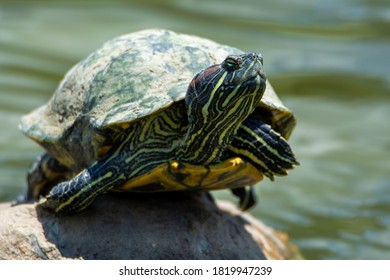 Tortoise - Water Tortoise On Above Stone