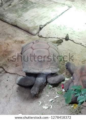Tortoise in a zoo, Vienna.