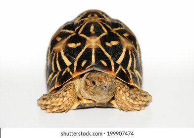 Tortoises