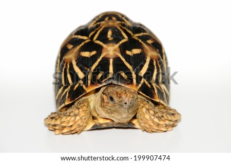 Tortoises