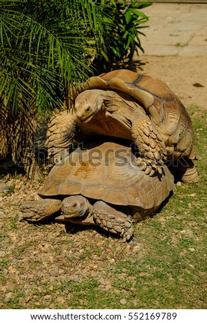 sulcata tortise sex Ebony dildo fuck videos