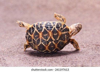 213 Turtle upside down Images, Stock Photos & Vectors | Shutterstock