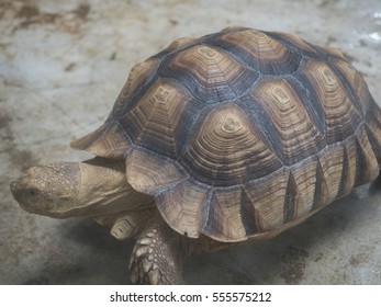 Tortoises Walking Slowly On Floor Zoo Stock Photo 555575212 | Shutterstock