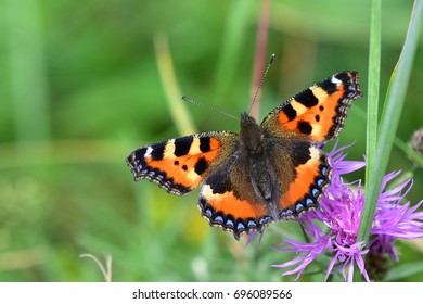 Endangered Atala Butterfly Laying Eggs Stock Photo 745650253 | Shutterstock