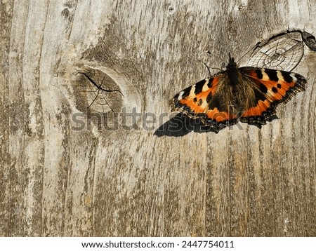 Tortoiseshell butterfly on a rustic wooden garden fence in Wales UK