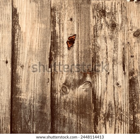 Tortoiseshell butterfly on a rustic wooden garden fence in Wales UK