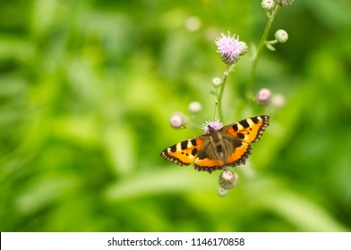 Tortoiseshell Butterfly Sitting On The Field Flower Known As Lesser Knapweed 