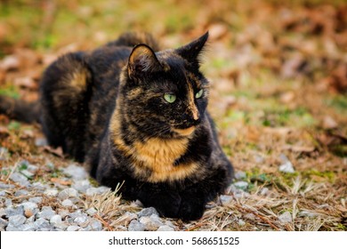 Tortoiseshell cat