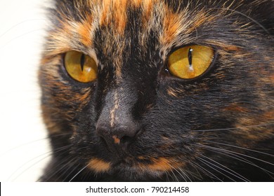 Tortoiseshell Cat Close Up