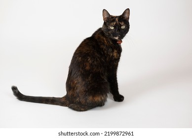 10 281件の さびねこ の画像 写真素材 ベクター画像 Shutterstock