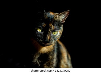 Tortoiseshell cat with incredibly green eyes on black backrgound isolated. Cat posing in a studio. Copy space