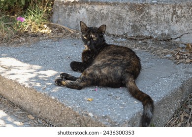 A Tortoiseshell Cat Lazing on a Concrete Step, hiding from harsh sunlight.