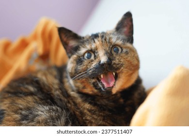 A tortoiseshell cat looks at the camera with mouth open, speaking. She is lying on an armchair indoors with eyes wide open.