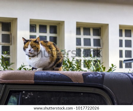 Tortoiseshell cat on a army car