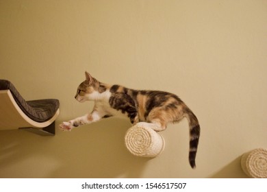 Tortoiseshell Cat Reaching For The Final Step On Cat Climbing Wall